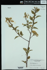 Prunus pensylvanica image