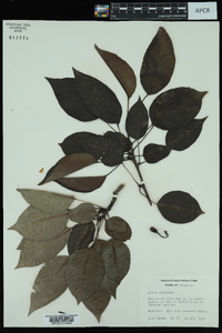 Pyrus communis image