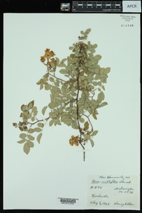 Rosa multiflora image