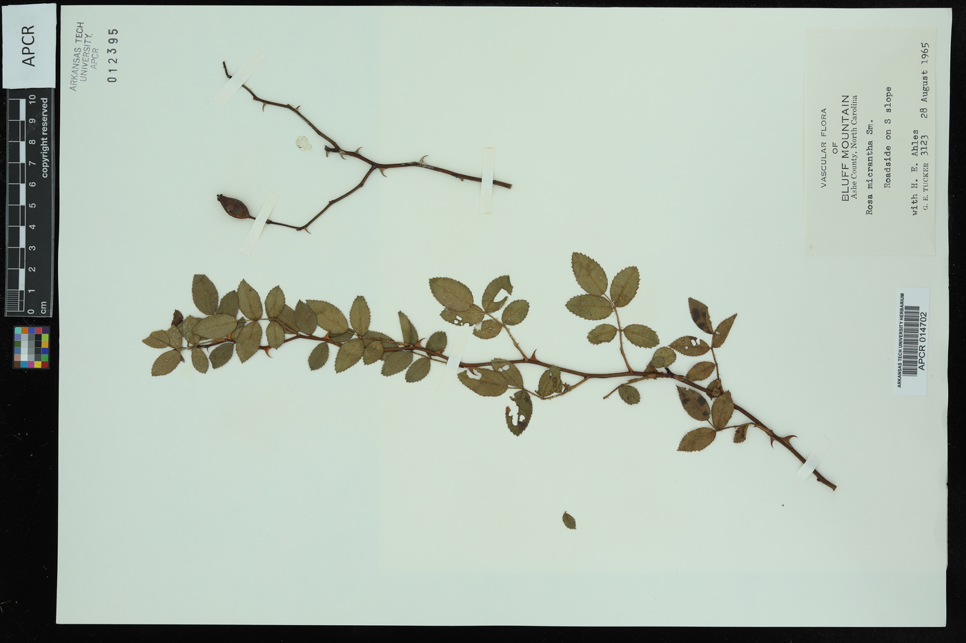 Rosa micrantha image