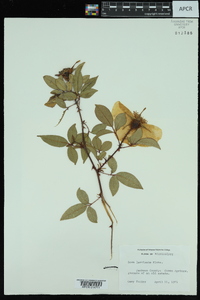 Rosa laevigata image