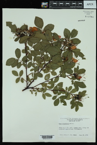 Rosa virginiana image