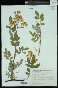 Rosa multiflora image