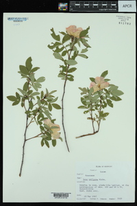 Rosa setigera image