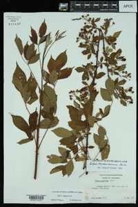 Rubus argutus image