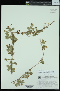 Rubus flagellaris image