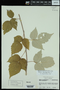 Rubus occidentalis image