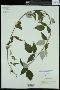 Rubus occidentalis image