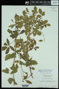 Rubus trivialis image