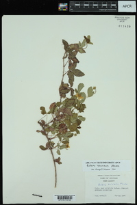 Rubus trivialis image