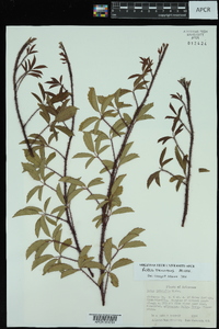 Rubus trivialis image