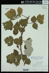 Rubus phoenicolasius image