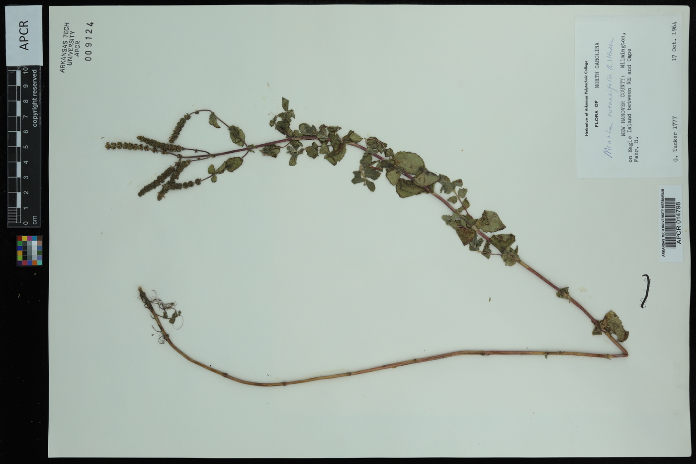 Mentha × rotundifolia image