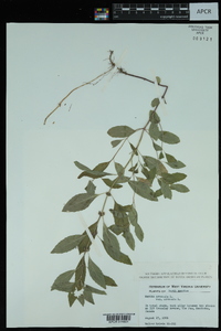 Mentha arvensis var. arvensis image
