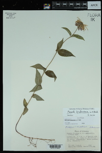 Monarda bradburiana image