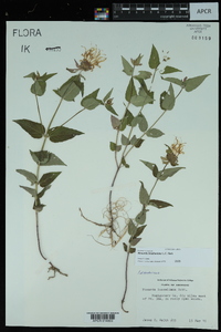 Monarda bradburiana image