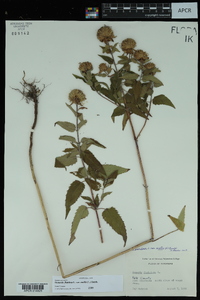 Monarda fistulosa var. mollis image