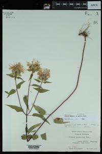 Monarda fistulosa var. mollis image