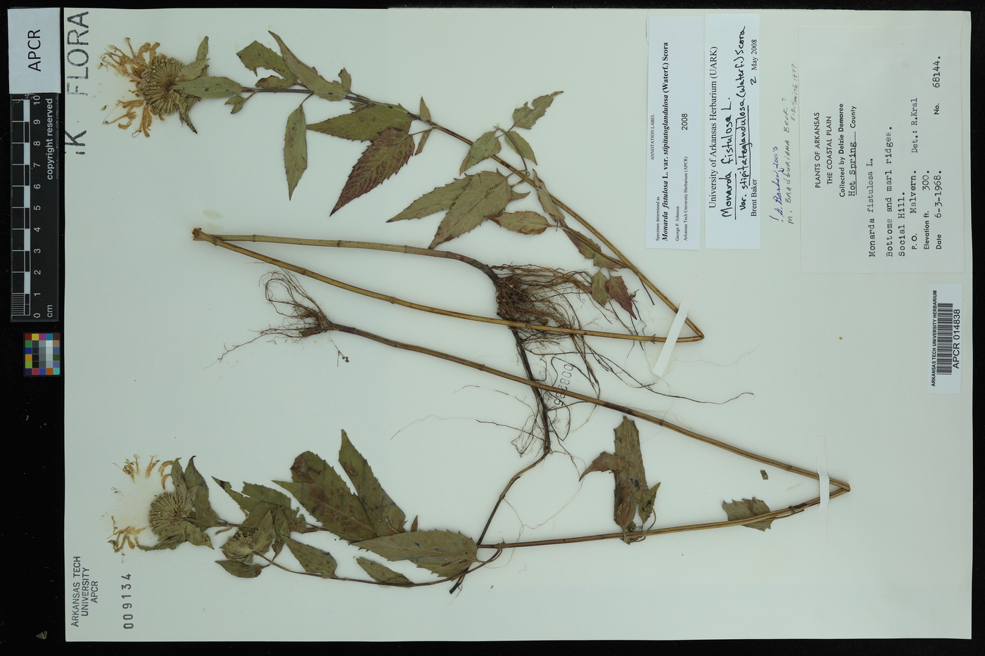 Monarda fistulosa var. stipitatoglandulosa image