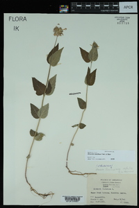 Monarda russeliana image