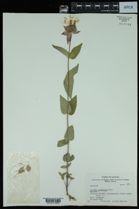 Monarda russeliana image