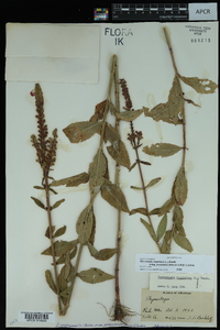 Physostegia virginiana subsp. praemorsa image