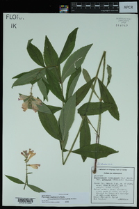 Physostegia virginiana subsp. praemorsa image