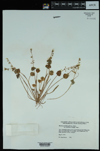 Claytonia parviflora image