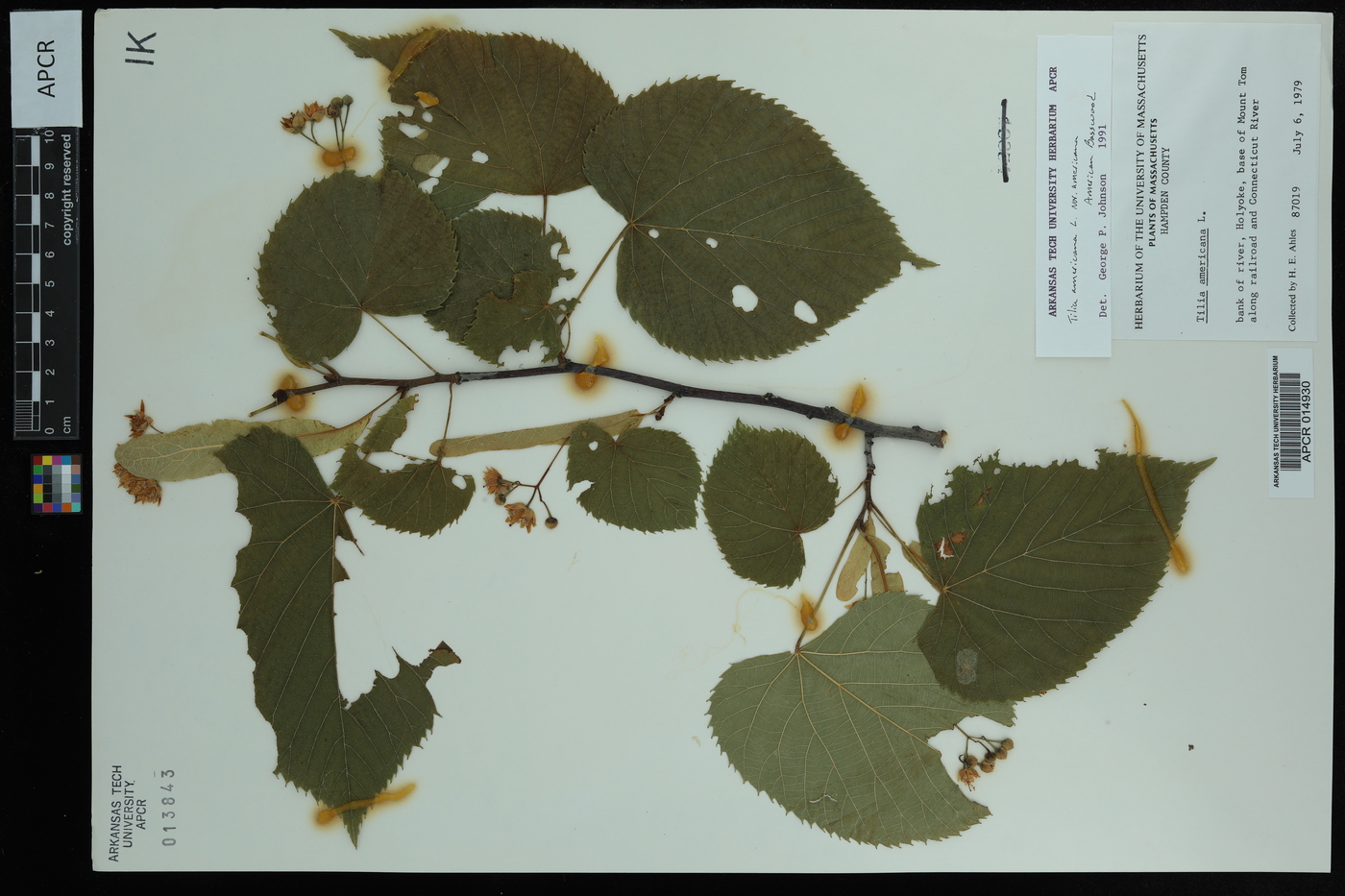 Tilia americana var. americana image