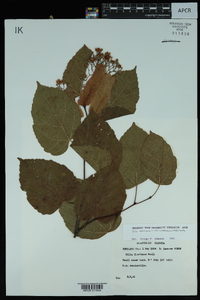 Tilia americana var. caroliniana image