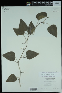 Nephroia carolina image