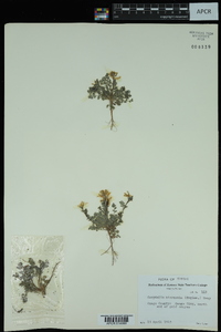 Corydalis micrantha image