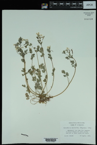 Corydalis micrantha image