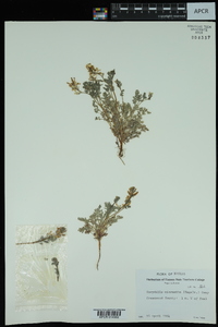 Corydalis micrantha image