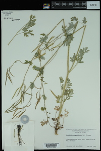 Capnoides sempervirens image