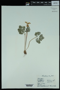 Dicentra cucullaria image