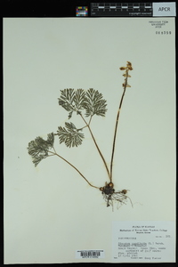 Dicentra cucullaria image