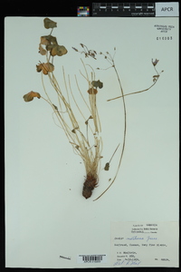 Oxalis latifolia image