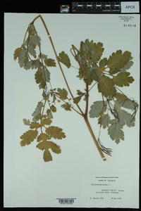 Chelidonium majus image