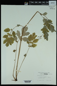 Chelidonium majus image