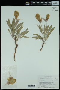 Oenothera macrocarpa image