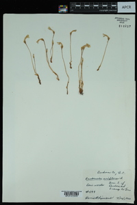 Orobanche uniflora image