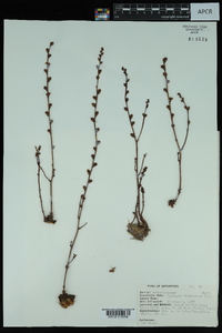 Epifagus virginiana image