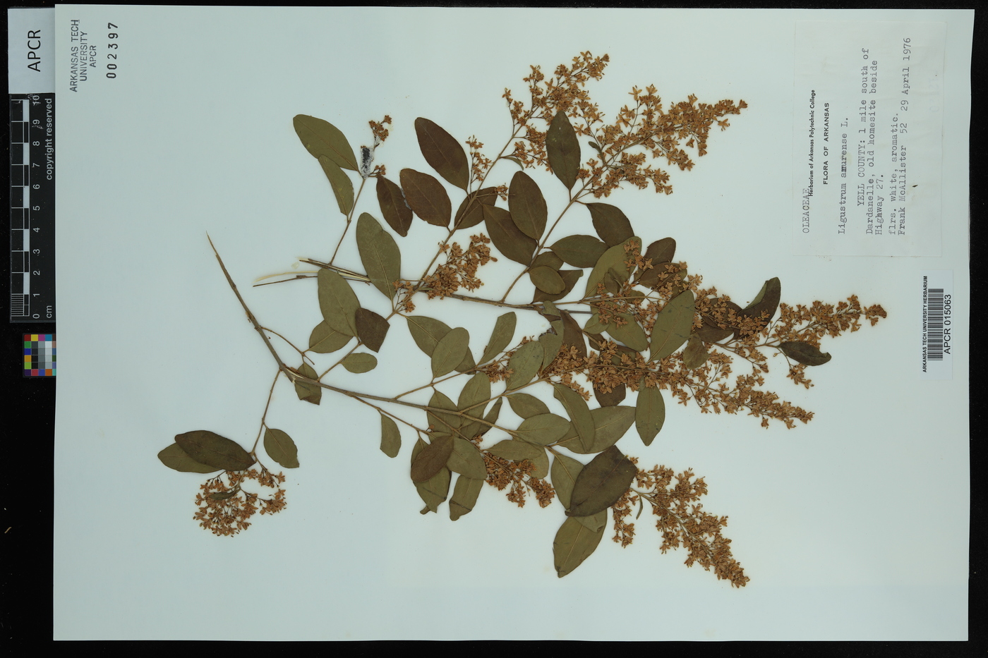 Ligustrum amurense image