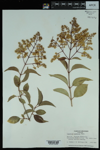 Ligustrum lucidum image