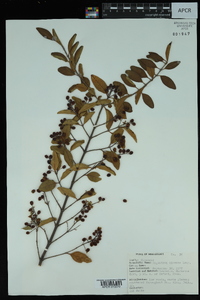 Ligustrum sinense image