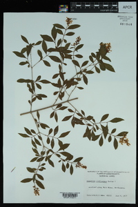 Ligustrum leucanthum image