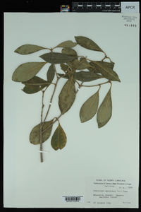 Osmanthus americana image