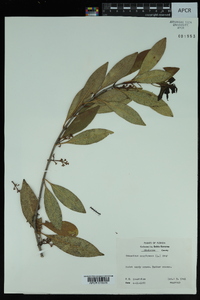 Osmanthus americanus image