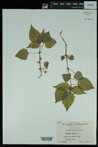 Circaea alpina image